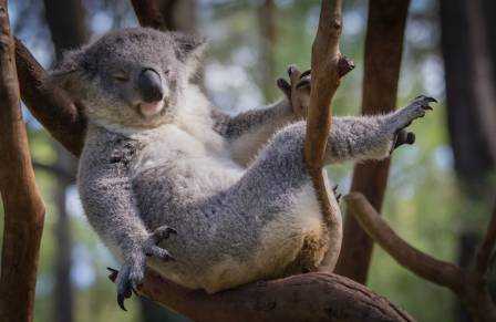 Interessante fakta om koalaer