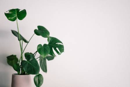 Top 3 Indendørs Bonsai-Arter: Dyrk Naturens Skønhed Hjemme