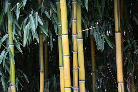Wuxi Liuqing Bamboo Carving: En Skat af National Immateriel Kulturarv