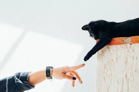 5 Positive Effekter af Selskabsdyr på Menneskers Sundhed