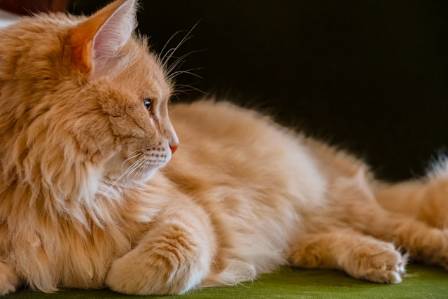 Orange tabbykat: Fascinerende fakta om personlighed, egenskaber og pleje
