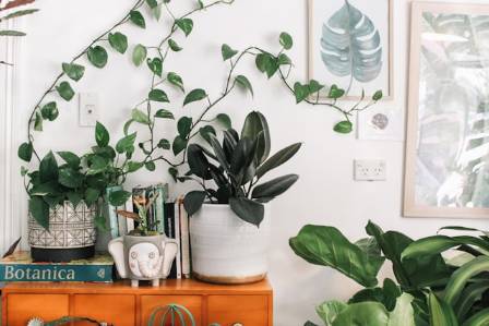 8 essentielle fordele ved planter i menneskets eksistens