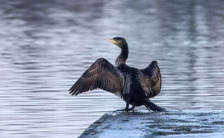 Skarv (Phalacrocorax carbo)
