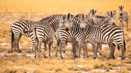 5 vigtige fakta om zebraer