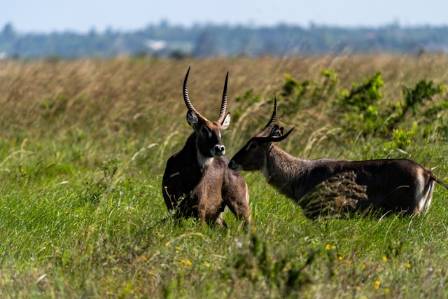 Vandbukken: 8 mest overraskende sandheder om Afrikas misforståede antilope