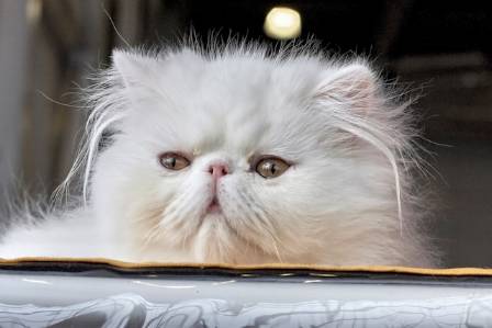 Top 8 Mest Sociale Katte til Din Familie