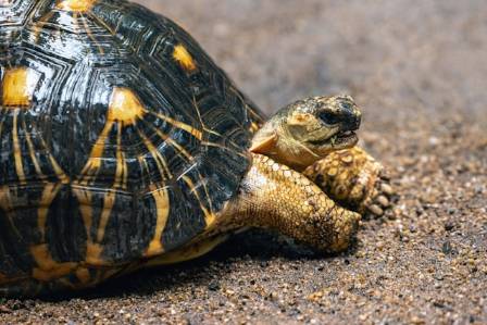 7 fascinerende fakta om skildpaddeskaller