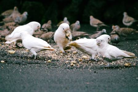 Hvid Paraplykakadu (Cacatua alba) — Faktaark