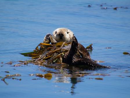 Beskyttelse af havoddere: En nøgle til at afbøde klimaændringernes indvirkning på de arktiske marine økosystemer